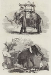 Elefantes Indios de William Carpenter